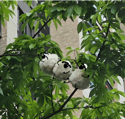 这里树上长的“小绵羊”火了！全国网友都在求邮寄