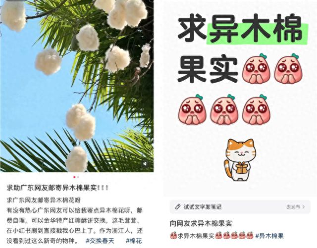 这里树上长的“小绵羊”火了！全国网友都在求邮寄