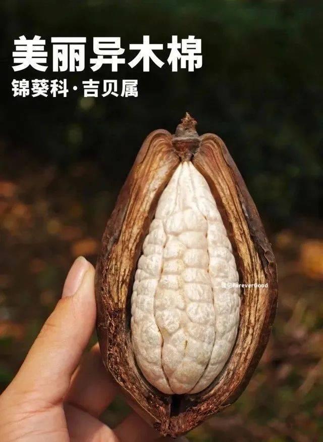 这里树上长的“小绵羊”火了！全国网友都在求邮寄