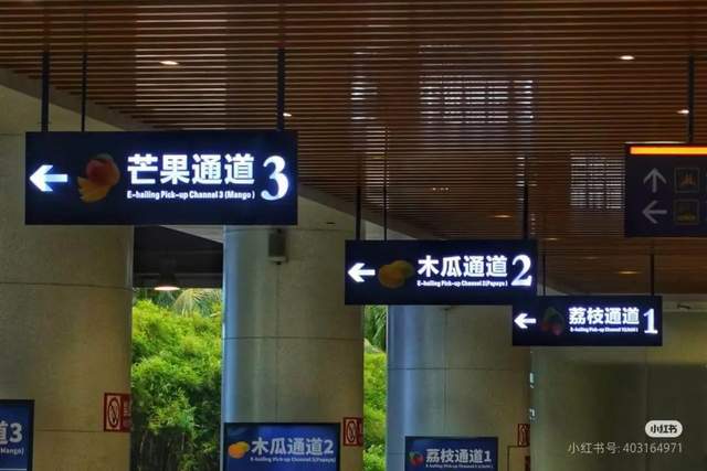 虹桥机场为什么会出现斑马、骆驼和长颈鹿？