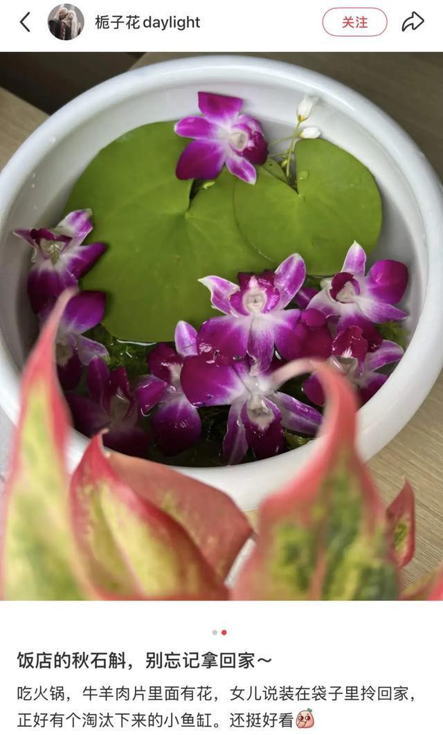 饭店摆盘的粉紫色花，到底是什么？