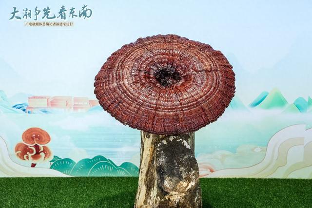 揭开灵芝“仙草”的神秘面纱②