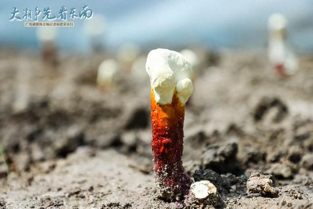 揭开灵芝“仙草”的神秘面纱①