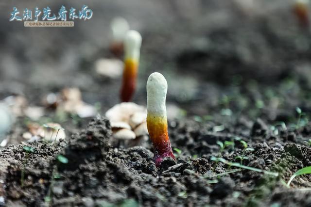 揭开灵芝“仙草”的神秘面纱①