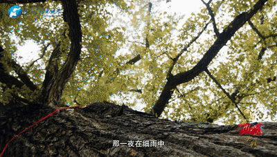 一张90年前的传单讲述“什么是红军”｜红旗不倒 此山大别