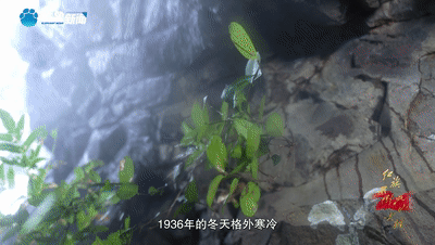 藏在歌谣里的精神密码｜红旗不倒 此山大别