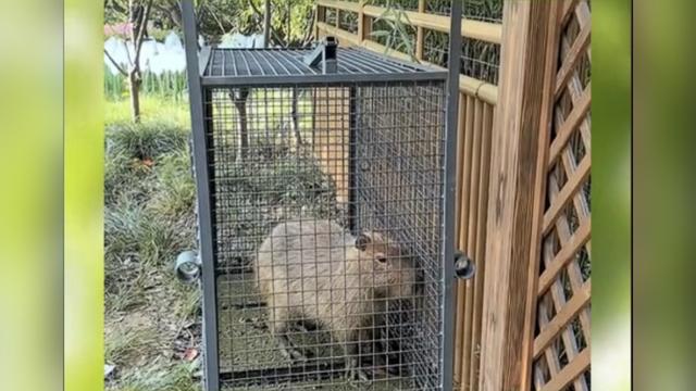 出逃两个月的卡皮巴拉“豆包”今日凌晨被抓住啦