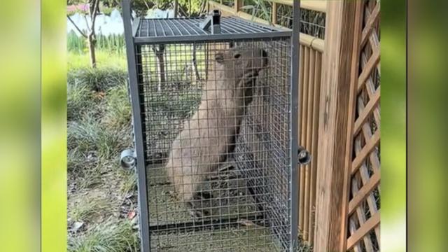 出逃两个月的卡皮巴拉“豆包”今日凌晨被抓住啦